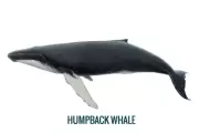 Baleine à bosse