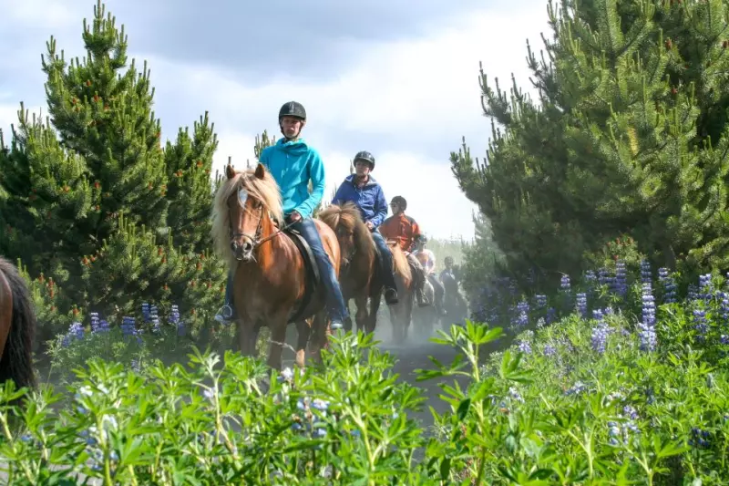 Horse ride in Iceland